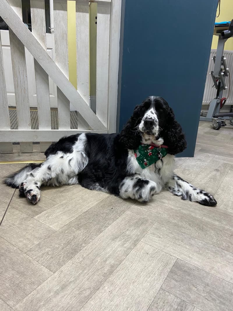 A freshly groomed black-and-white cocker spaniel in a green bandana on the salon floor
