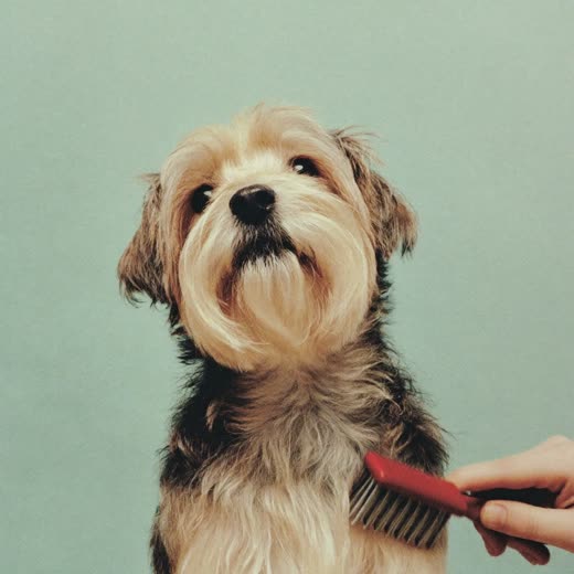 A dog being bathed and shampooed