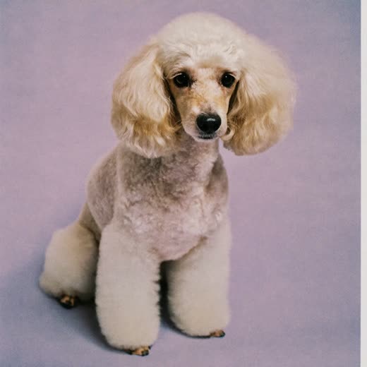 A freshly groomed dog with a bandana
